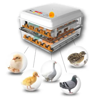 Incubateur d'œufs automatique 220V couveuse d'oiseaux caille poussin couveuse couveuse de