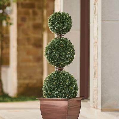 Pre-Lit Podocarpus Triple Ball Topiary - Grandin R...
