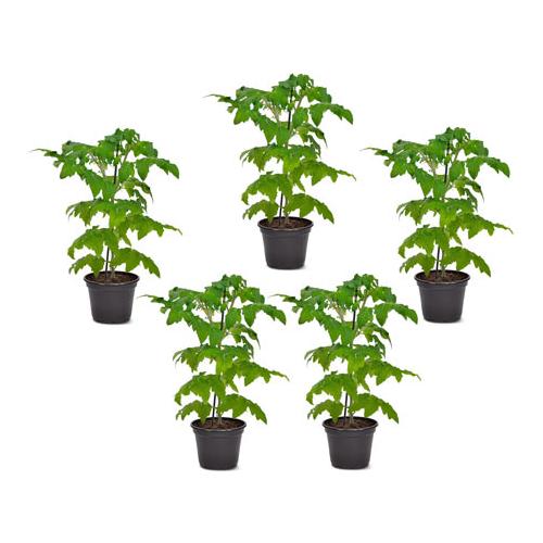 Tomatenpflanzen, 5er-Set
