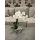 Primrue Orchid Floral Arrangement in Pot Silk/Plastic in Gray | 22 H x 18 W x 9 D in | Wayfair 049CC1E405A841E7B66EB0D2EF0D7EF3