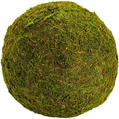 Mooskugel, 15 cm Ø Image