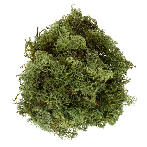Islandmoos, grün, 250 g