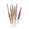 Pampas-Gras, natur, 50–60 cm, 10 Stück