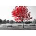 Red Barrel Studio® Tree - Wrapped Canvas Photograph Print Canvas in Gray/Red | 23.6 H x 35.43 W x 2 D in | Wayfair B5552F33D1A5454FBFDA0AC70FF63E57