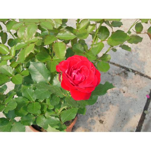 BCM Beetpflanze Rose Nina Weibull, (1 St.) rot Beetpflanzen Pflanzen Garten Balkon