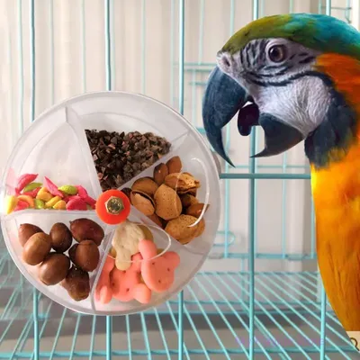 Dispositif d'alimentation pour perroquets jouet en forme de roue morsure d'oiseau Puzzle rotatif