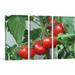 ARTCANVAS Tomato Plant Diner Restaurant Decor - 3 Piece Wrapped Canvas Photograph Print Set Metal in Green/Red | 40 H x 60 W x 0.75 D in | Wayfair