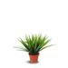 Faux Botanical Grass Green in Green Finish 10" Height - 14 Inch