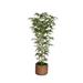 Vintage Home 77-inch Tall Natural Bamboo Tree in 16-inch Planter - 77"