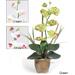 Single-stem Phalaenopsis Silk Orchid Plant