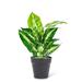 Primrue Large Varigated Leaf Plant Polyester/Plastic | 16 H x 6 W x 6 D in | Wayfair 3575125D51DD4321871476C648DF523D