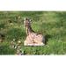 Giraffe Laying Down Statue