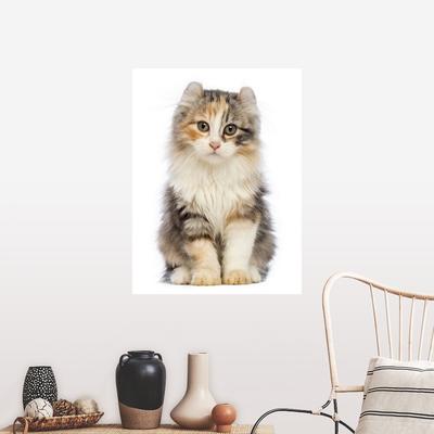 "American Curl kitten sitting" Poster Print - Multi