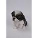 Black & White Shih Tzu Puppy