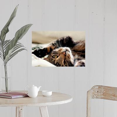 "Close up of tabby cat rolling on its back." Poster Print - Multi