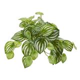 11" Watermelon Peperomia Hanging Artificial Bush Plant (Set of 12) (Real Touch)