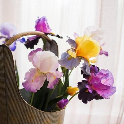 RusticReach Artificial Iris Flower Stem 31.5