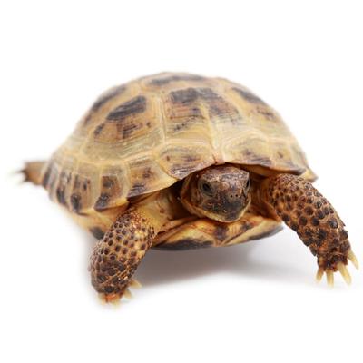 Russian Tortoise (Testudo horsfieldi)