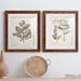 August Grove® Antique Sepia Botanicals V - 2 Piece Picture Frame Painting Print Set on Paper in White | 24 H x 36 W x 1.5 D in | Wayfair