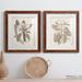 August Grove® Antique Sepia Botanicals VII - 2 Piece Picture Frame Painting Print Set on Paper in White | 24 H x 36 W x 1.5 D in | Wayfair