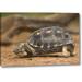 World Menagerie Texas, Rio Grande Valley Texas Tortoise by Dave Welling - Photograph Print on Canvas in Brown | 16 H x 24 W x 1.5 D in | Wayfair