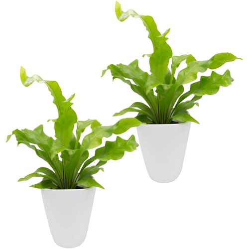 Dominik Zimmerpflanze Farnpflanzen, (2 St.), Höhe: 15 cm, 2 Pflanzen in Dekotöpfen weiß Garten Balkon
