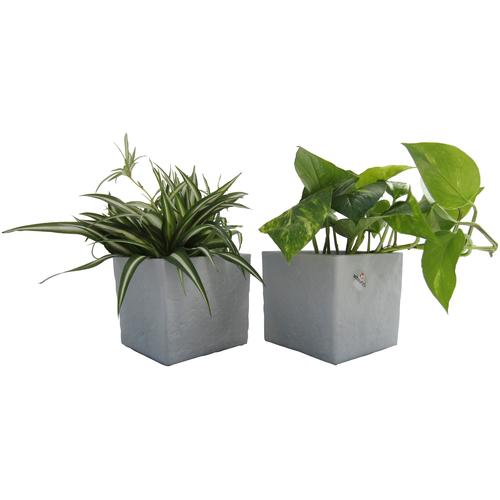 Dominik Zimmerpflanze Grünpflanzen-Set, (2 St.), Höhe: 15 cm, 2 Pflanzen in Dekotöpfen weiß Garten Balkon