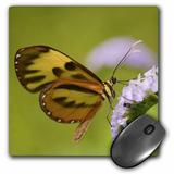 3dRose Peru Madre de Dios butterfly on flower - SA17 BJA0069 - Jaynes Gallery - Mouse Pad 8 by 8-inch (mp_86958_1)