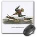 3dRose Red-necked Phalarope by John James Audubon - Mouse Pad 8 by 8-inch (mp_114080_1)