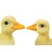 Hi-Line Gifts Set of 2 Yellow Little Duckling Decorative Outdoor Farm Statues 4.5