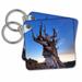 3dRose USA, California, White Mountains. Bristlecone pine tree at sunset. - Key Chains, 2.25 by 2.25-inch, set of 2