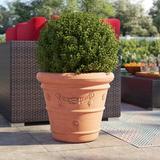 Winston Porter Amayia Resin Pot Planter Plastic in Orange | 12.8 H x 14.4 W x 14.4 D in | Wayfair D0F29AA1C67A4634AB94866C0EDDD71A