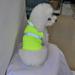 Reflective Pet Jacket Harness with Leash Set for Walking Safety Traffic Soft Cotton Adjustable