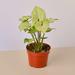 House Plant Shop Syngonium White Butterfly - 4" Pot | 10 H x 4 D in | Wayfair 4_SYNGONIUM_WHITE.BUTTERFLY