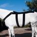 Ice Horse Back Blanket Wrap - Pony - S - Smartpak
