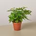 House Plant Shop Austral Gem Fern - 4" Pot | 10 H x 4 D in | Wayfair 4_FERN_AUSTRAL.GEM