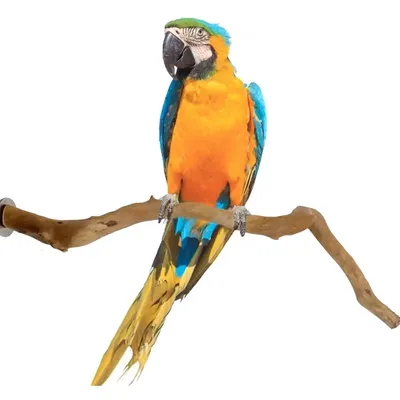 Support de anciers debout pour perroquet perche en bois de raisin naturel perchoir pour oiseau