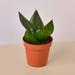 House Plant Shop Snake Plant Jade - 4" Pot | 10 H x 4 D in | Wayfair 4_SNAKE_JADE.STAR