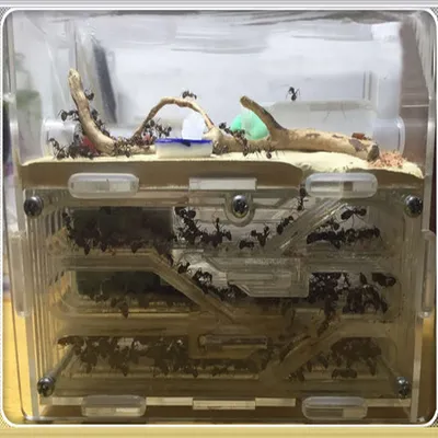150mm x 54mm x 110mm grand bricolage humidité avec zone d'alimentation nid de fourmis fourmilière