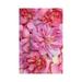 East Urban Home Pink English Rose Petals Ii by Alyson Fennell - Wrapped Canvas Photograph Canvas | 26 H x 18 W x 1.5 D in | Wayfair
