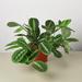 House Plant Shop Maranta 'Lemon Lime' - 6" Pot | 16 H x 6 D in | Wayfair 6_MARANTA_LEMON.LIME