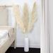 Primrue 59" Preserved Pampas Grass | 59 H x 3.5 W x 3.5 D in | Wayfair 92AEE6AB228F46839C966D87DC678037