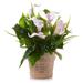 Enova Home Real Touch Lily Flower Arrangement with Green Leaf in Pot for Home Garden Decoration