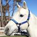 Kensington Premium Nylon Halter - Cob - Kentucky Blue - Smartpak