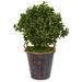 2.5' Peperomia Artificial Plant in Metal Planter UV Resistant (Indoor/Outdoor)