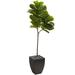 Primrue 5.5’ Fiddle Leaf Artificial Tree In Black Planter (Real Touch) | 65 H x 13 W x 9 D in | Wayfair E69B56B01DB341B99FC790E053EBC25A