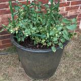 Sunnydaze Anjelica Outdoor Flower Pot Planter - Sable Finish - 24-Inch