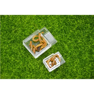 Mangeoire pour fourmis zone d'alimentation pour accent de fourmis nids d'insectes en acrylique