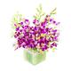 Singapore Orchid Bouquet 20 quality stems with a 14 day life guarantee