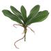 Vickerman 9" Artificial Real Touch Green Orchid Leaves, Set of 3